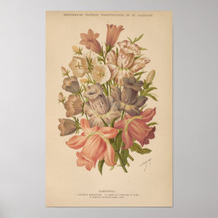 Affiche Campanula   George Nicholson
