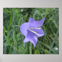 Campanule