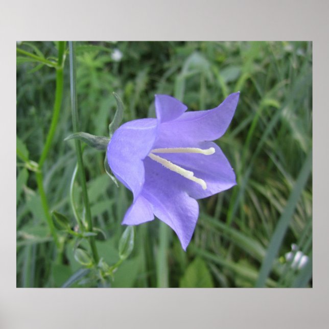Affiche Campanule (Devant)