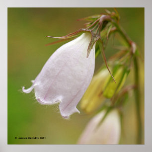 Affiche Campanule blanche