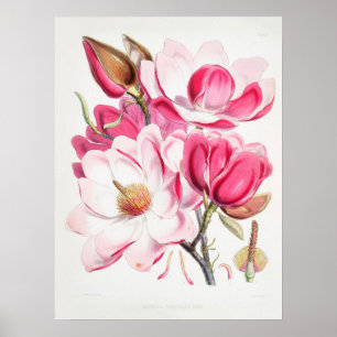 Affiche Campbells d'art botanique vintage Magnolia Fitch