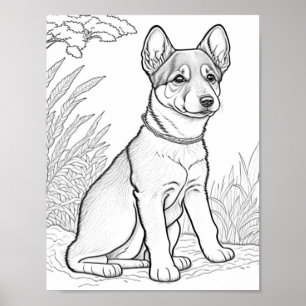 Affiche Canaan Dog Adult Coloration