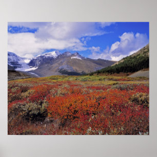 Affiche Canada, Alberta, Banff NP. Huckleberries fleurisse