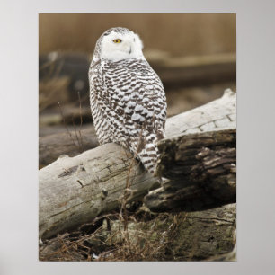 Affiche Canada, baie Boundary, Harfang des neiges