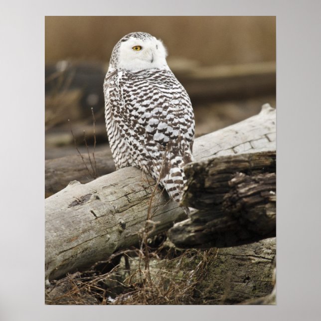 Affiche Canada, baie Boundary, Harfang des neiges (Devant)