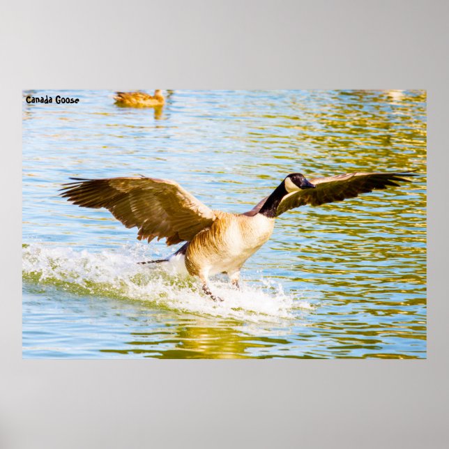 Affiche Canada Goose (Devant)