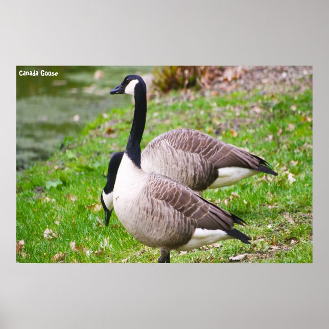 Affiche Canada Goose (Devant)