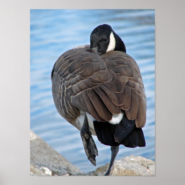 Affiche Canada Goose (Devant)