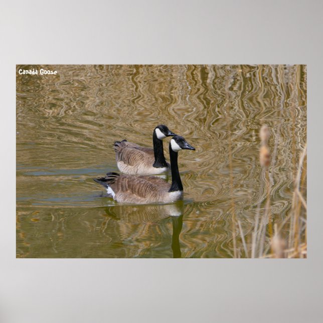 Affiche Canada Goose (Devant)