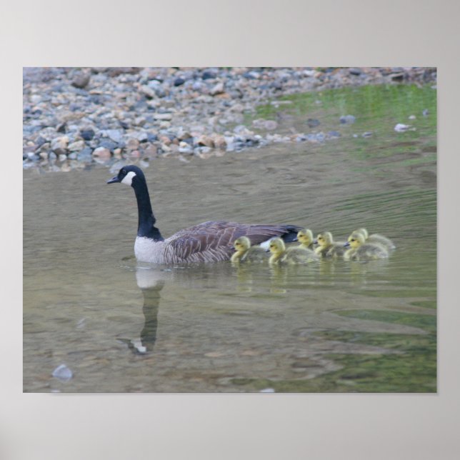Affiche Canada Goose Baby Avec Maman Animal (Devant)