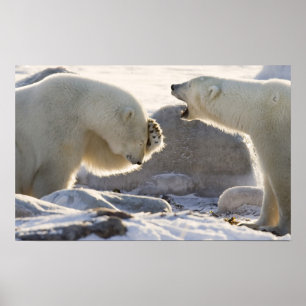 Affiche Canada, Manitoba, Baie d'Hudson, Churchill. Deux