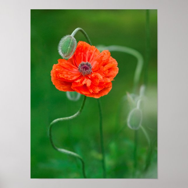 Affiche Canada, Nouveau-Brunswick, , 2 (Devant)