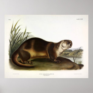Affiche Canada Otter, North American River Otter - Audubon