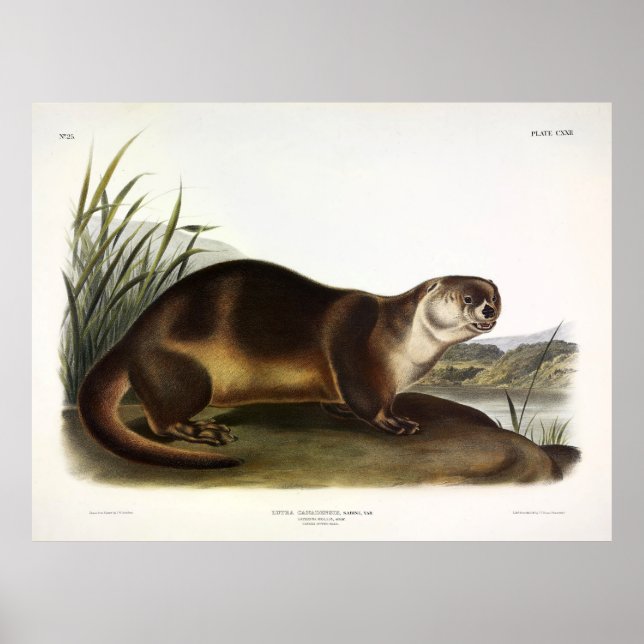 Affiche Canada Otter, North American River Otter - Audubon (Devant)