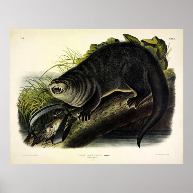 Affiche Canada Otter (River Otter) - Quadrupeds d'Audubon (Devant)