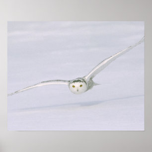 Affiche Canada, Québec. Harfang des neiges vole bas au-des