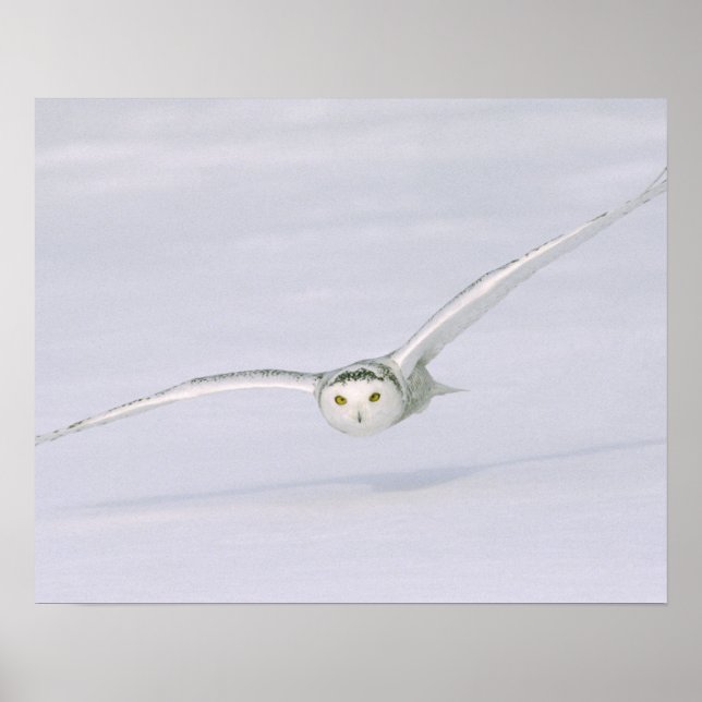 Affiche Canada, Québec. Harfang des neiges vole bas au-des (Devant)
