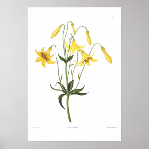 Affiche Canadense de Lilium