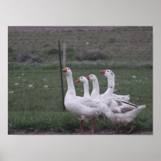 Affiche Canard