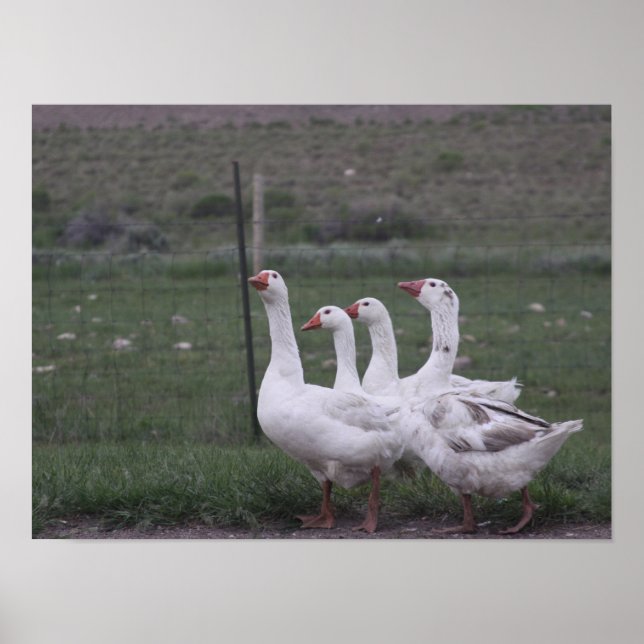 Affiche Canard (Devant)
