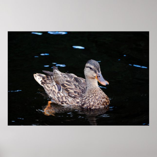 Affiche Canard (Devant)