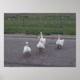 Affiche Canard