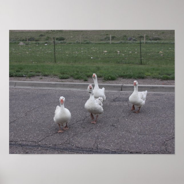 Affiche Canard (Devant)