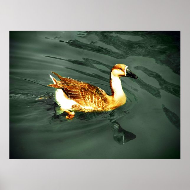 Affiche Canard (Devant)