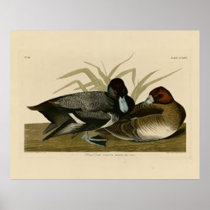 Affiche Canard à bec (Petite écorce) Audubon Birds of Amer