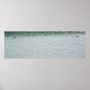 Affiche Canard à col rond