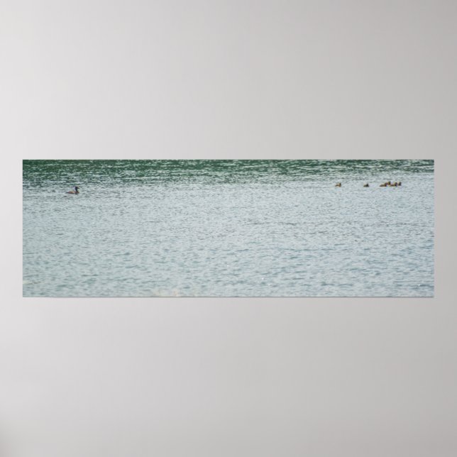 Affiche Canard à col rond (Devant)