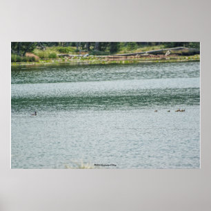 Affiche Canard à col rond