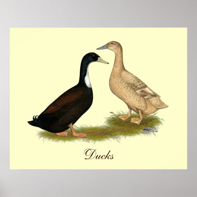 Affiche Canard à couchage hybride (Devant)