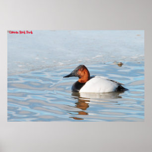 Affiche Canard à dos cannelle
