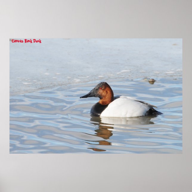 Affiche Canard à dos cannelle (Devant)