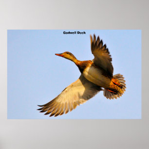 Affiche Canard à dos cannelle