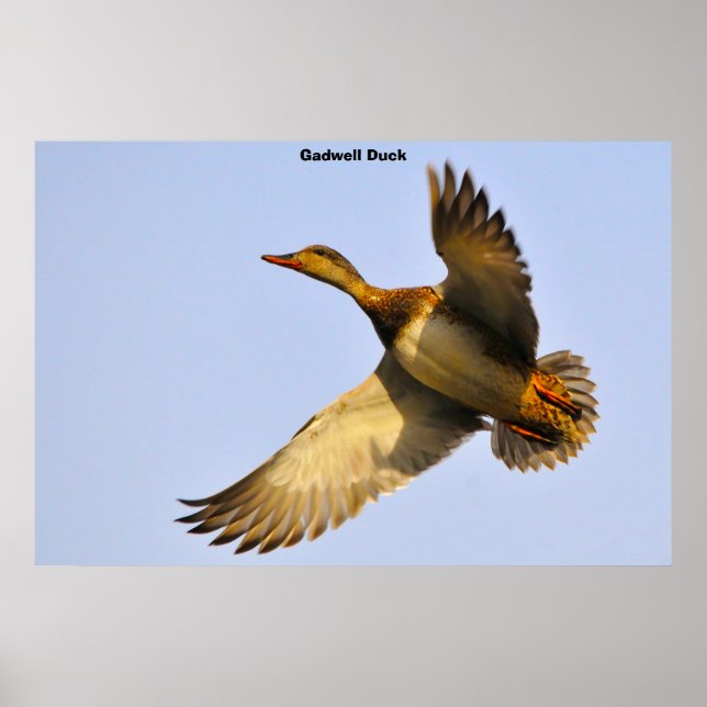 Affiche Canard à dos cannelle (Devant)