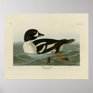 Affiche Canard à oeil d'or des oiseaux d'Amérique d'Audubo