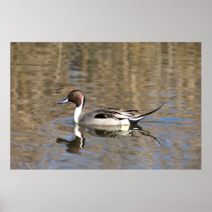 Affiche Canard à queue pointue nage dans un étang