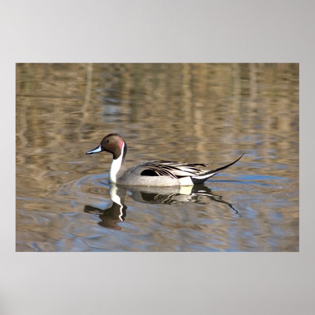 Affiche Canard à queue pointue nage dans un étang (Devant)