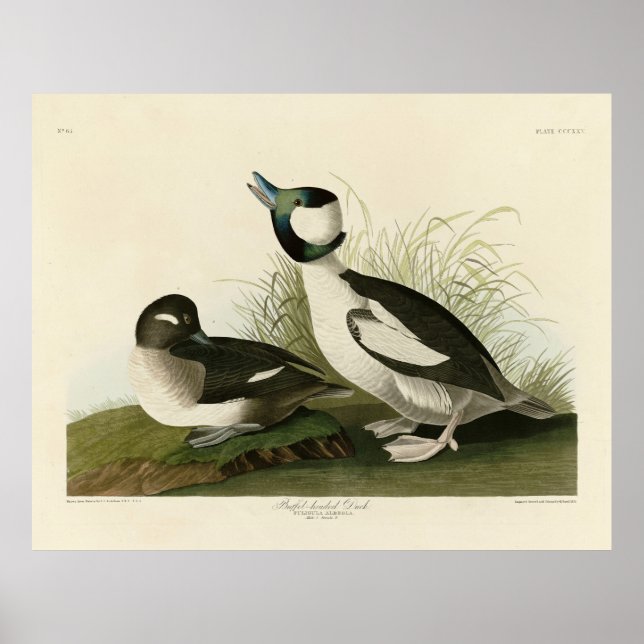 Affiche Canard à tête de buffle des oiseaux d'Amérique d'A (Devant)