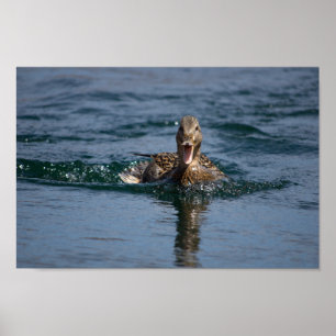 Affiche Canard avec bec ouvert