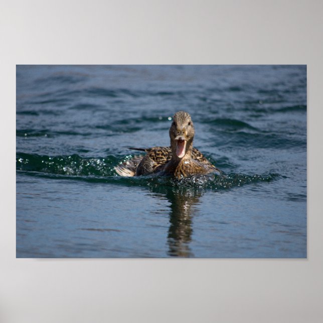 Affiche Canard avec bec ouvert (Devant)