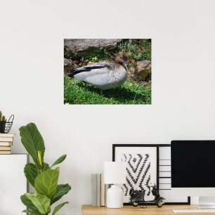Affiche Canard branchu australien dans un jardin tranquill