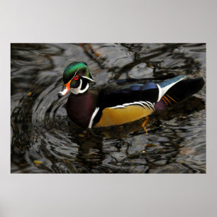 Affiche Canard branchu mâle à Crystal Springs Rhododendron