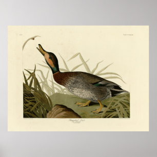Affiche Canard (Brewer's) dépecé, Audubon Birds Amérique