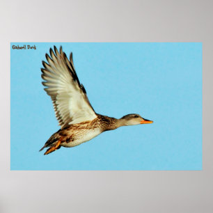 Affiche Canard chipeau