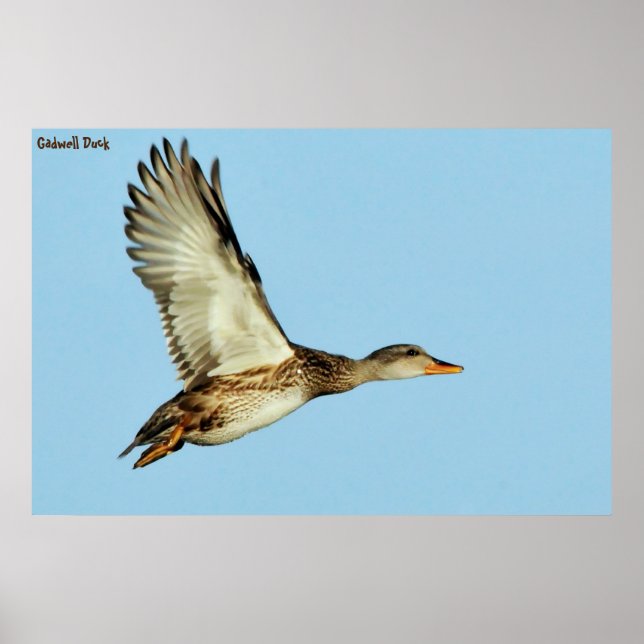 Affiche Canard chipeau (Devant)