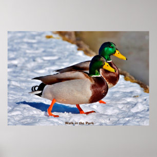 Affiche Canard colvert