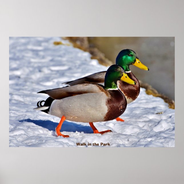 Affiche Canard colvert (Devant)